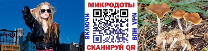 Галлюциногенные грибы Psilocybe где можно купить наркотик Покровск